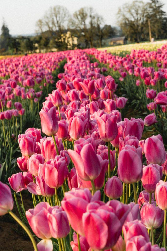 Eternal Embrace of Spring Bliss